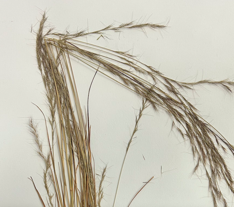 <p>Poales</p><p><span style="background-color: transparent;"><span>Poaceae</span></span></p>