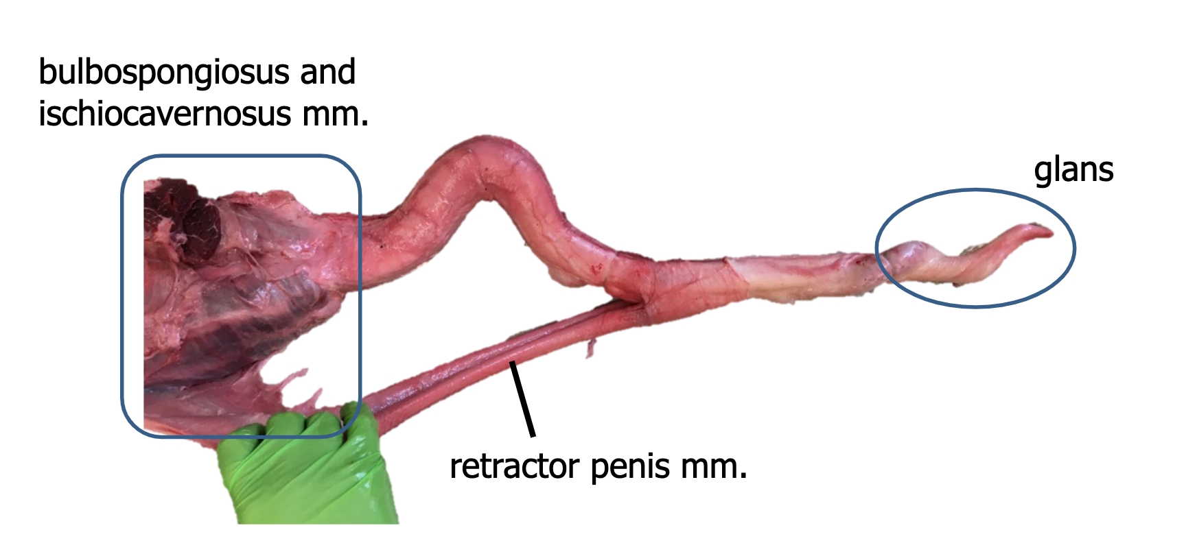 present in sheep and cows, that is very fibrous and doesn't change much in diameter, has a sigmoid flexure