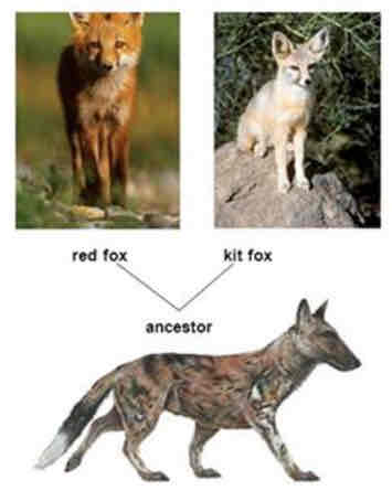 <p>Divergent evolution</p>