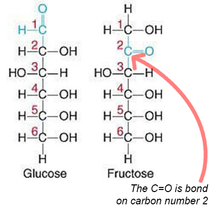 <ul><li><p>is a ketohexose sugar</p><ul><li><p>6 carbon atoms </p></li><li><p>Ketone group</p></li><li><p>also has OH bonded on diff carbon</p></li></ul></li><li><p>It is also called fruit sugar and is found in large amounts in fruits, honey and corn syrup, and is the sweetest of all sugars!</p></li></ul><p></p>