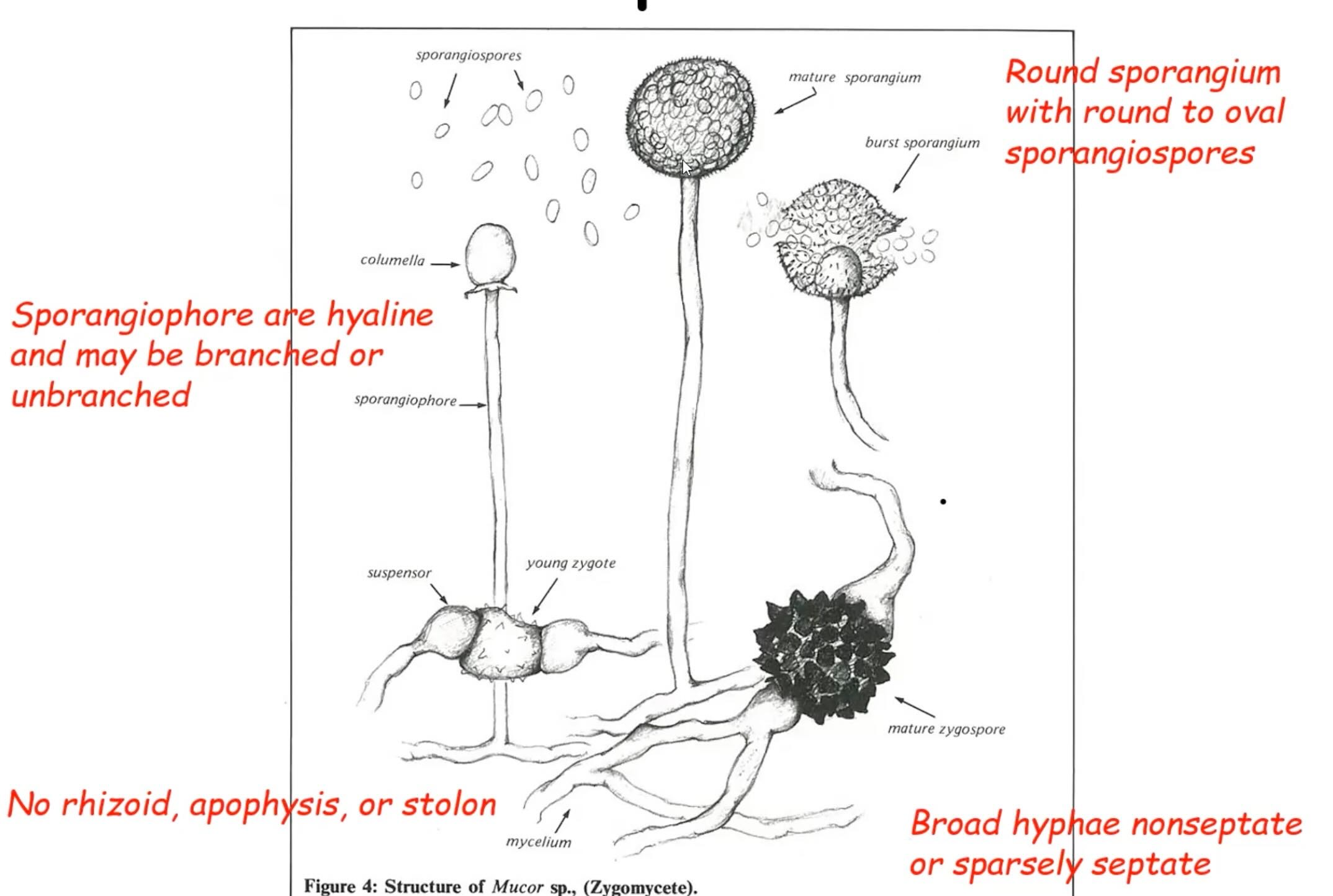 Broad, aseptate/barely hyphae

No rhizoid hyphae 

No apophysis or stolon 

Round sporangium with round-oval sporangiospores

Sporangiophore are hyaline and can be branched or unbranched 

Zygospores 