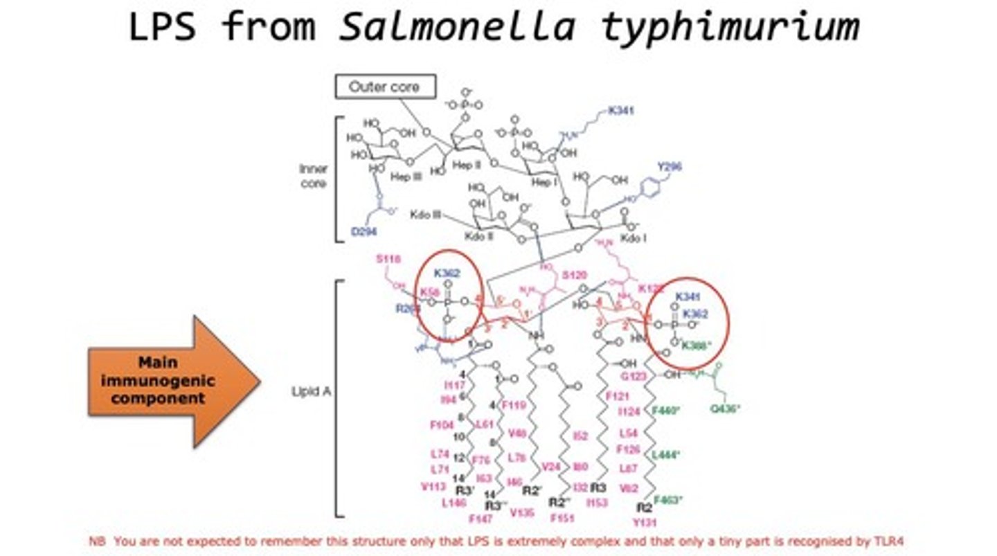 <p>Bacterial component causing strong immune response and fever.</p>