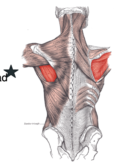 <p>Action: abduct the GH joint, stabilize the head of the humerus in the glenoid fossa, external rotation of the GH joint</p>