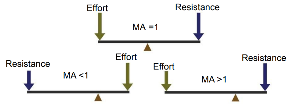 <p>Fulcrum is located between the effort and the resistance forces. </p><p>Effort and resistance forces are applied to the lever arm in the same direction. </p><p>Only class of lever that can have an MA greater than or less than 1.</p>