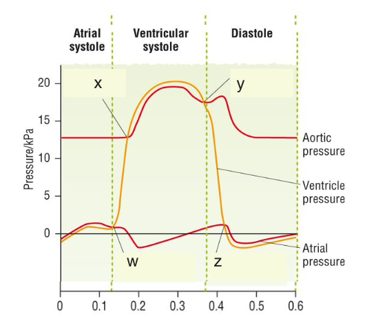 <p>semilunar valve closes, as ventricle walls relax and pressure in ventricles drops below arteries, DUB sound</p>