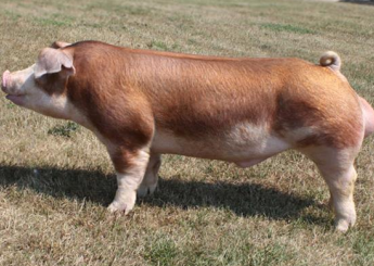 <p>Hereford</p>