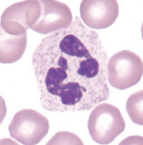 <p>identify this cell:</p>