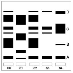 <p>The shortest fragments travel the _____, the widest bands are the most ____.</p>