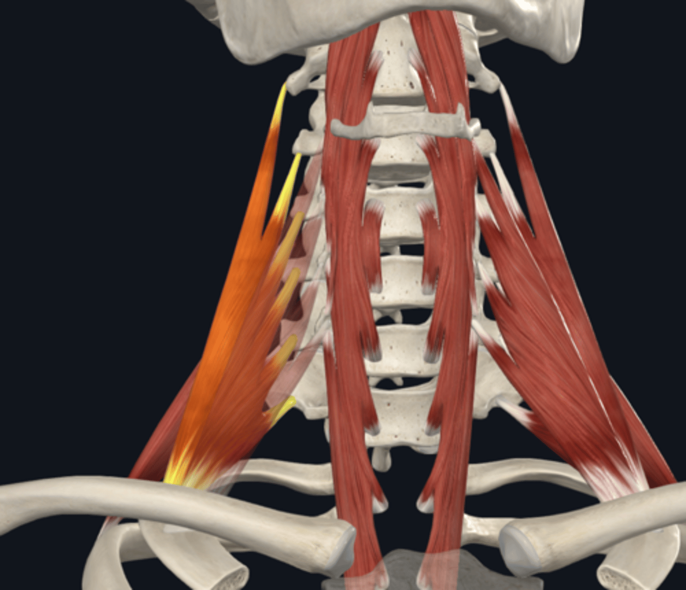 <p>What is the middle scalene muscle innervated by?</p>