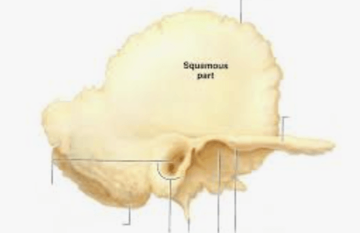 <p>Q. What bone is this?</p>