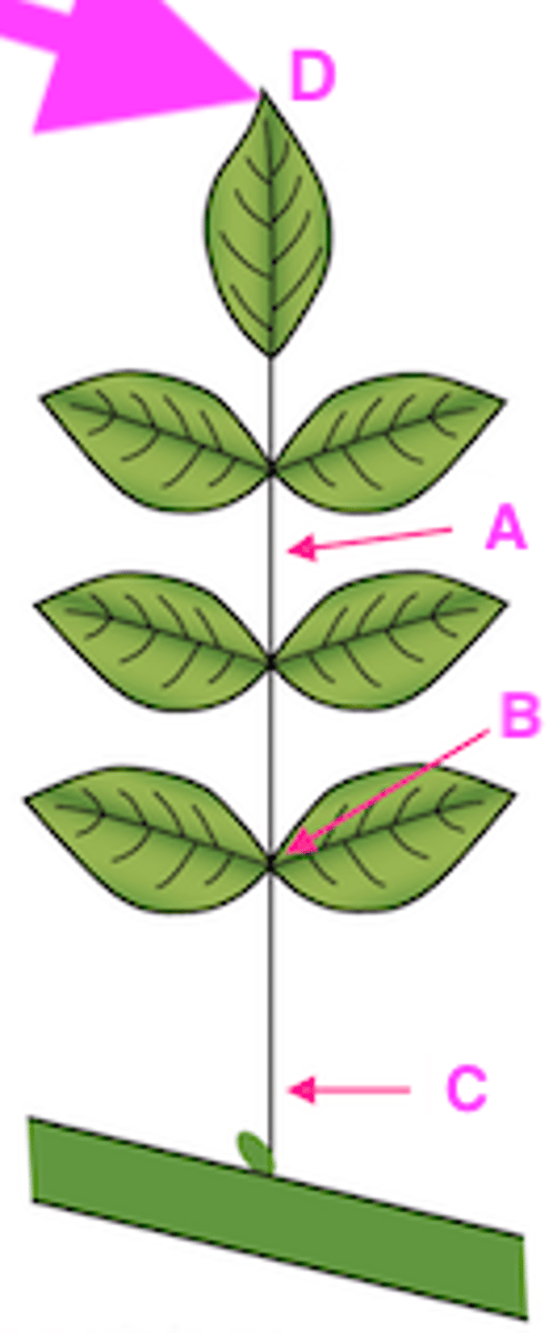 <p>Explain the type of leaf complexity this leaf possesses (simple, compound, etc.) and label structures A-D.</p>