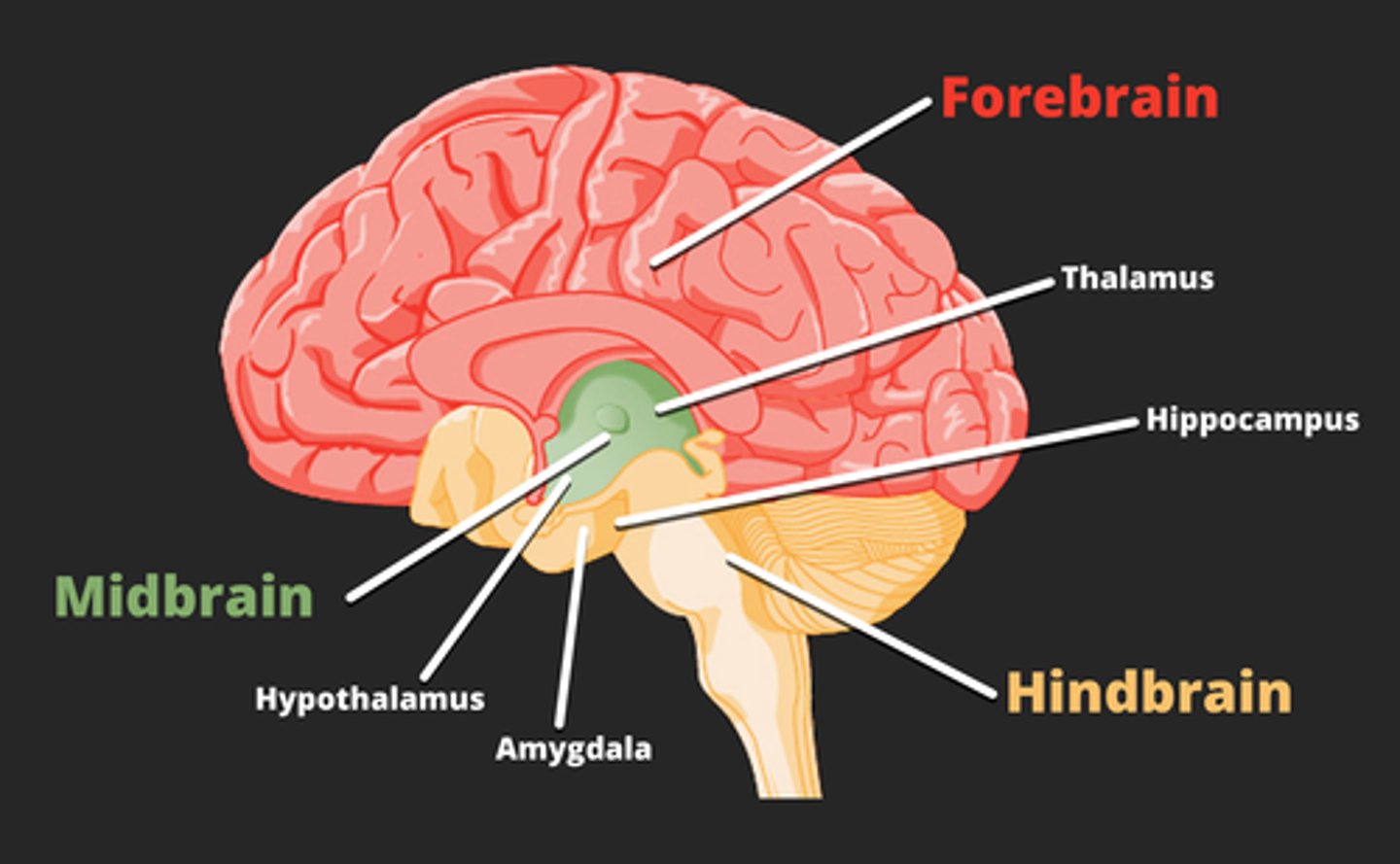 <p>hypothalamus (POMC/CART)</p><p>hindbrain (where vagal afferent nerve terminates, area postrema)</p>