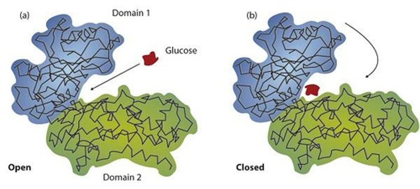 <p>The induced fit model portrays the enzyme as flexible and complementary to the substrate only after the substrate is bound.</p>