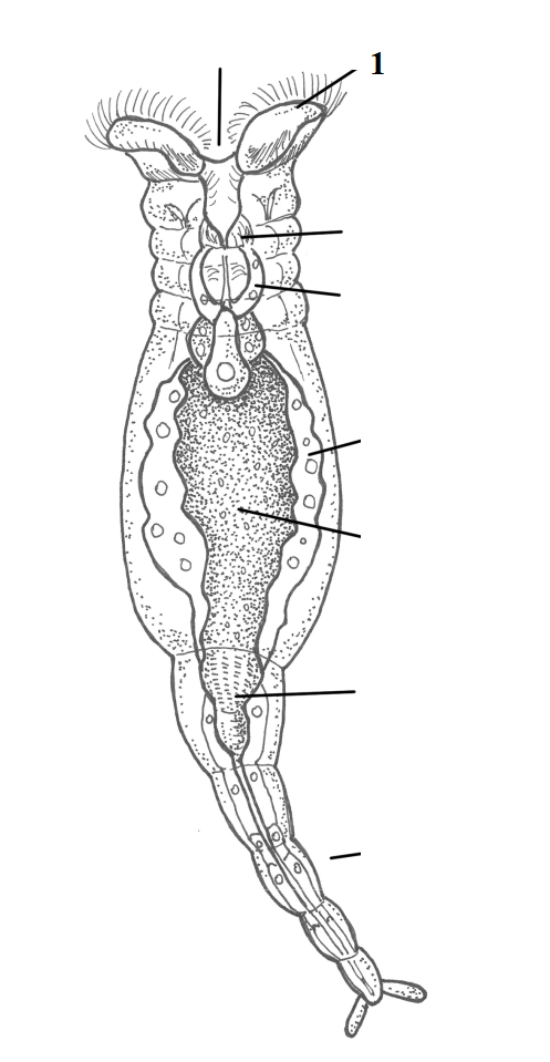 <p>Phylum?<br>Symmetry? Tissue type?<br>Cavity?<br><br>1?</p>