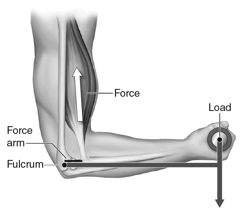 <p>Lever where, from the fulcrum (axis), the load (resistance) is applied further than the effort (force). Amplifies <strong><em><u>speed</u></em></strong> production.</p><p>(e.g fishing pole (body example: swinging tennis racket))</p><p>Most levers in the body are third-class.</p>