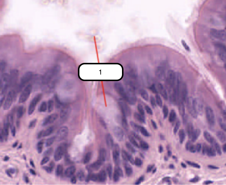 <p>In this slide, identify the structure labeled as #1</p>