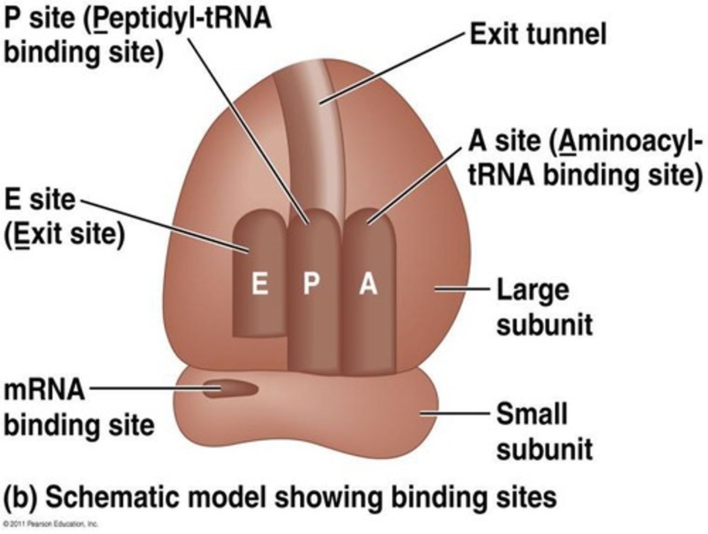 <p>Cellular structures where translation occurs. (Complex translating mRNA into proteins.)</p>