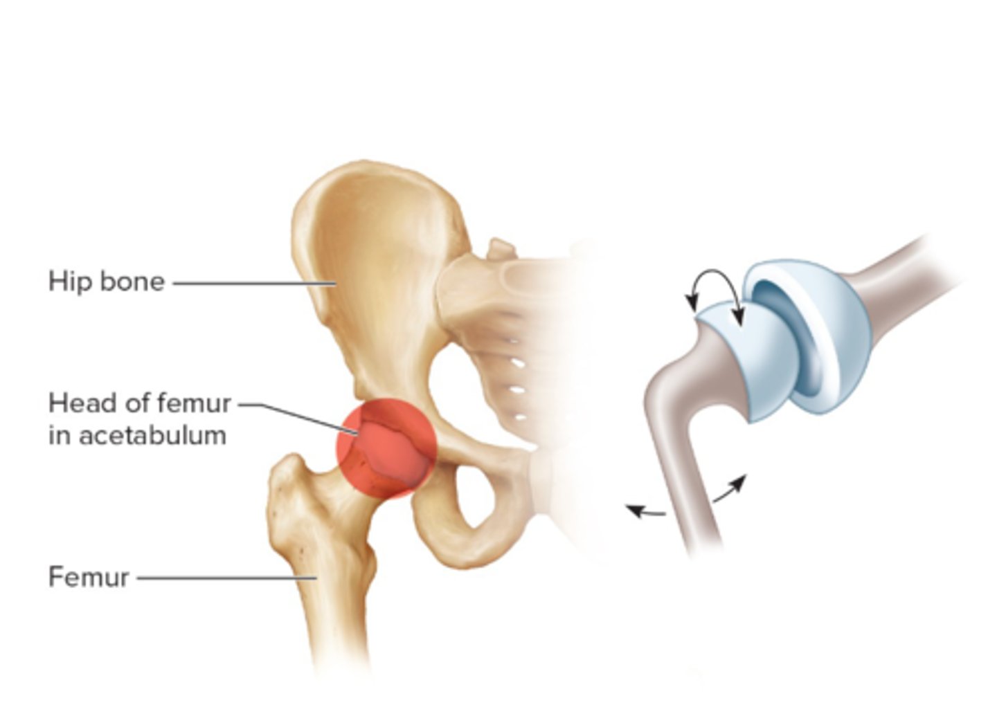 <p>Shoulder (Scapula and humerus) and the hip (femur and hip bone)--</p><p>greatest amount of movement and flexibility, movement in 3 planes.</p>
