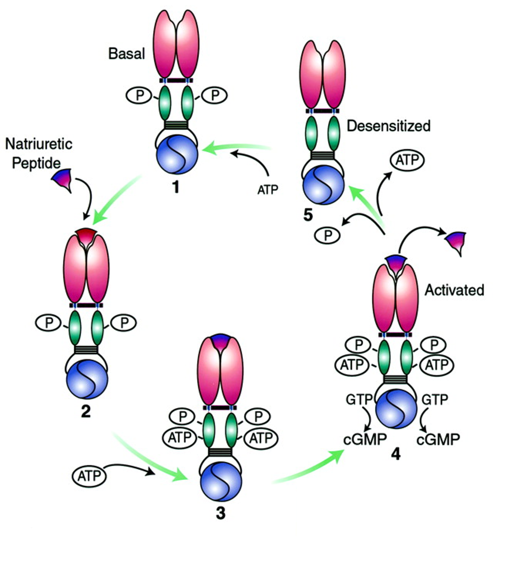 <ol><li><p><u>Basal state: </u><strong>Dimerization of the receptor is maintained by phosphorylation</strong> of intracellular kinase homology domain<strong> (KHD)</strong></p></li><li><p>Extracellular natriuretic peptide <strong>(NP) binds to the receptor dimer </strong></p></li><li><p>NP binding = <strong>conformational change</strong> in KHD which allows <strong>ATP binding </strong></p></li><li><p>ATP binding causes <strong>conformational changes</strong> that induce <strong>catalytic activity </strong>of guanylate cyclase <strong>(GC)</strong> domain &amp; <strong>production of cGMP</strong> </p></li><li><p>Dissociation of extracellular NP causes dissociation of intracellular ATP &amp; loss of GC activity (ATP and phosphate removal)</p></li></ol><p></p>