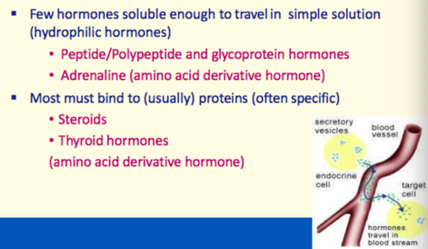 <p>- Steroid hormone</p><p>- Thyroid hormone</p>