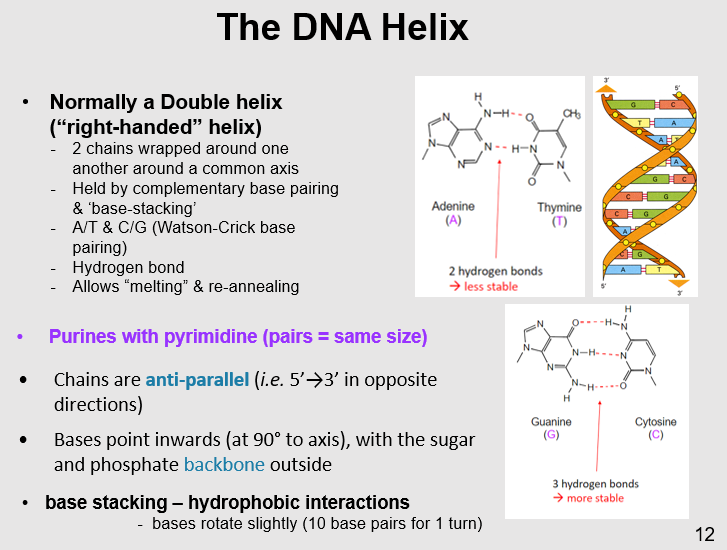 <p>Hydrogen bonds form between the nitrogenous bases of the complementary base pairs in DNA (A/T and C/G). These hydrogen bonds provide stability to the double helix by holding the base pairs together. They can be easily broken during processes like DNA replication and transcription, allowing for DNA strands to "melt" apart and then re-anneal.</p>