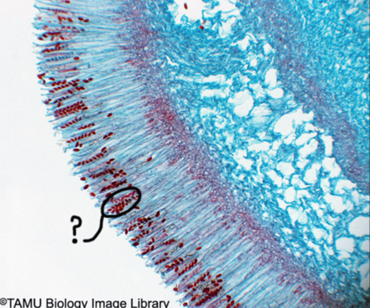 <p>A sac-like structure found in the ascomycete fungi that contains and releases ascospores, the sexual spores produced during sexual reproduction.</p>