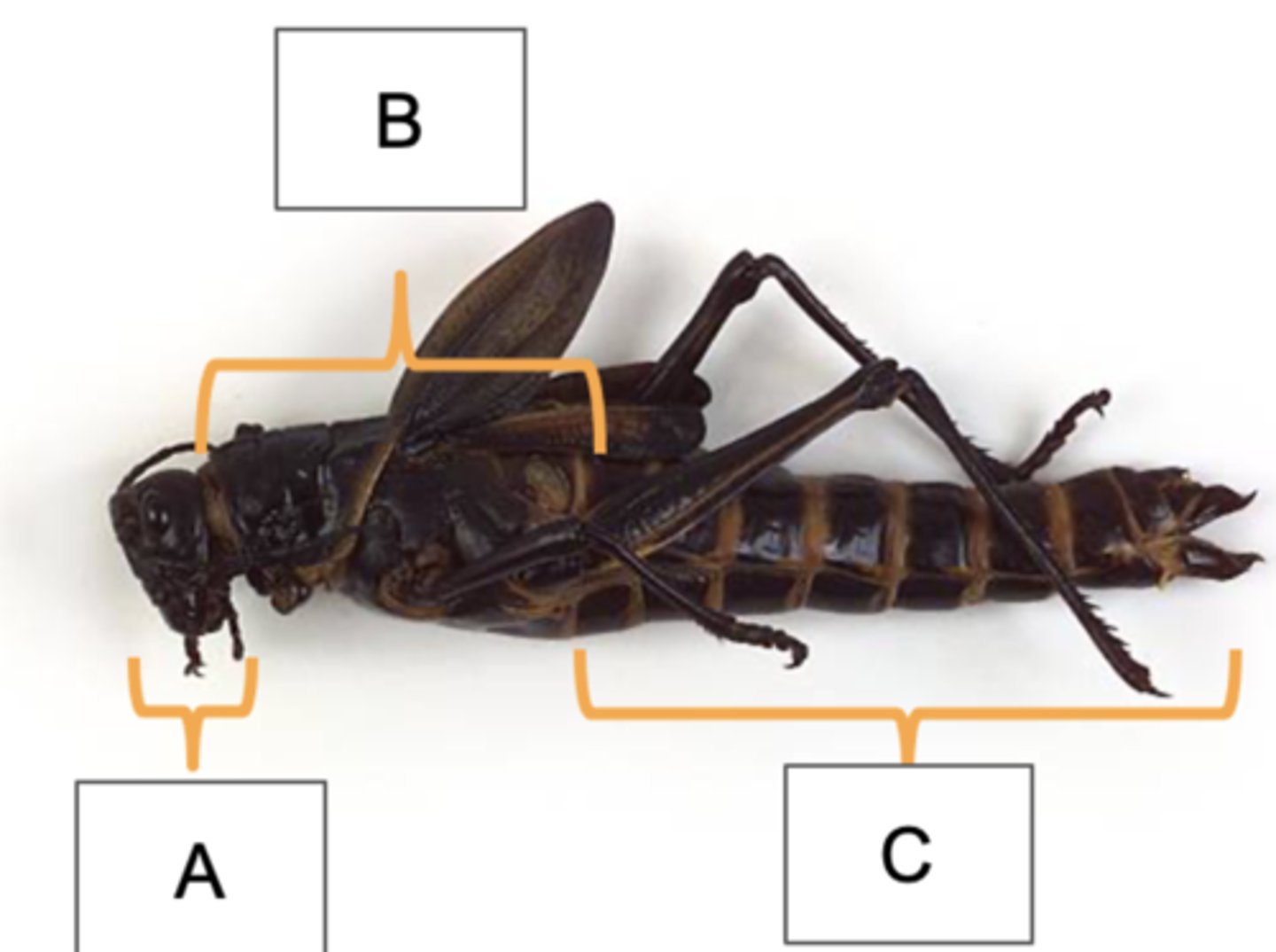 <p>Which tagmata is labeled C?</p>