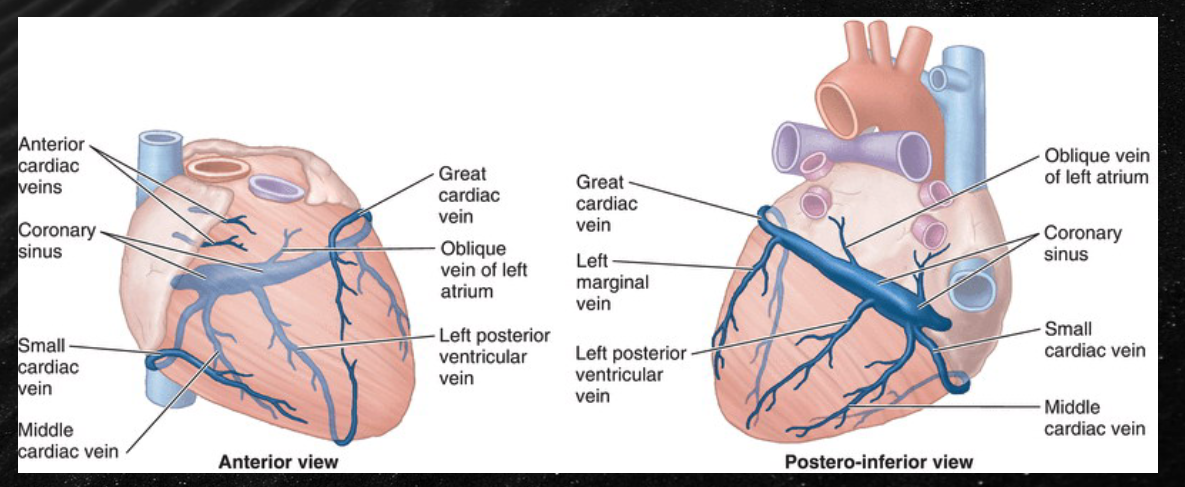 <p>begins at the coronary sinus, see branches of the small cardiac vein, the great cardiac vein, and the middle cardiac vein </p>