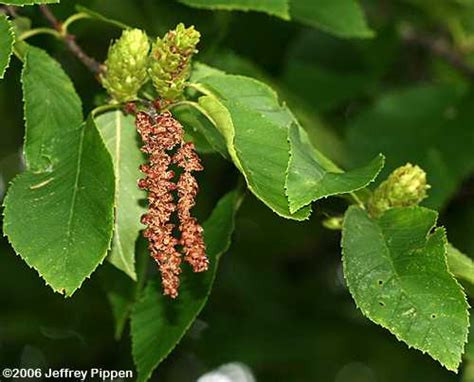 <p>Which tree produces a cone like fruit that sits upright and disperses in the winter? </p>