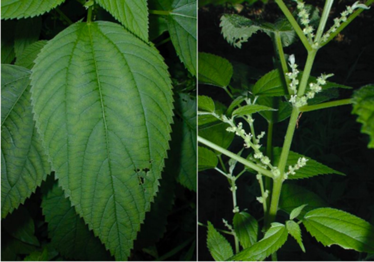 <p>false nettle</p>