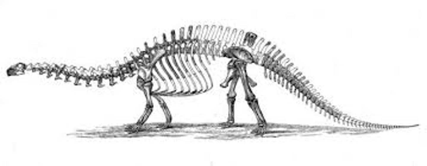 <p>an extinct genus of sauropod dinosaur that lived in North America during the Late Jurassic period</p><p>-shorter front legs and taller hind legs</p>