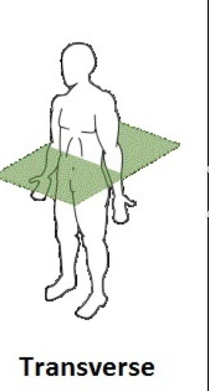 <p>Transverse/Axial/Horizontal Plane </p>