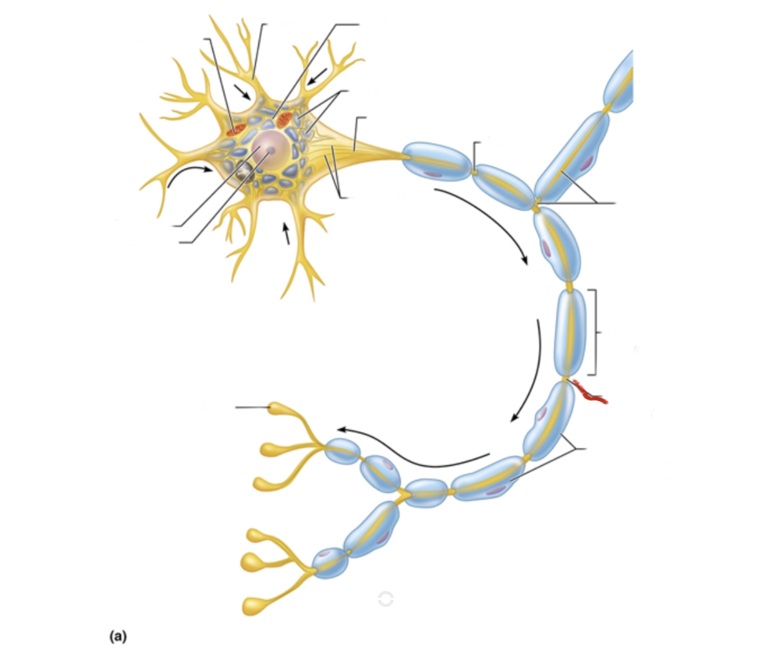 knowt flashcard image