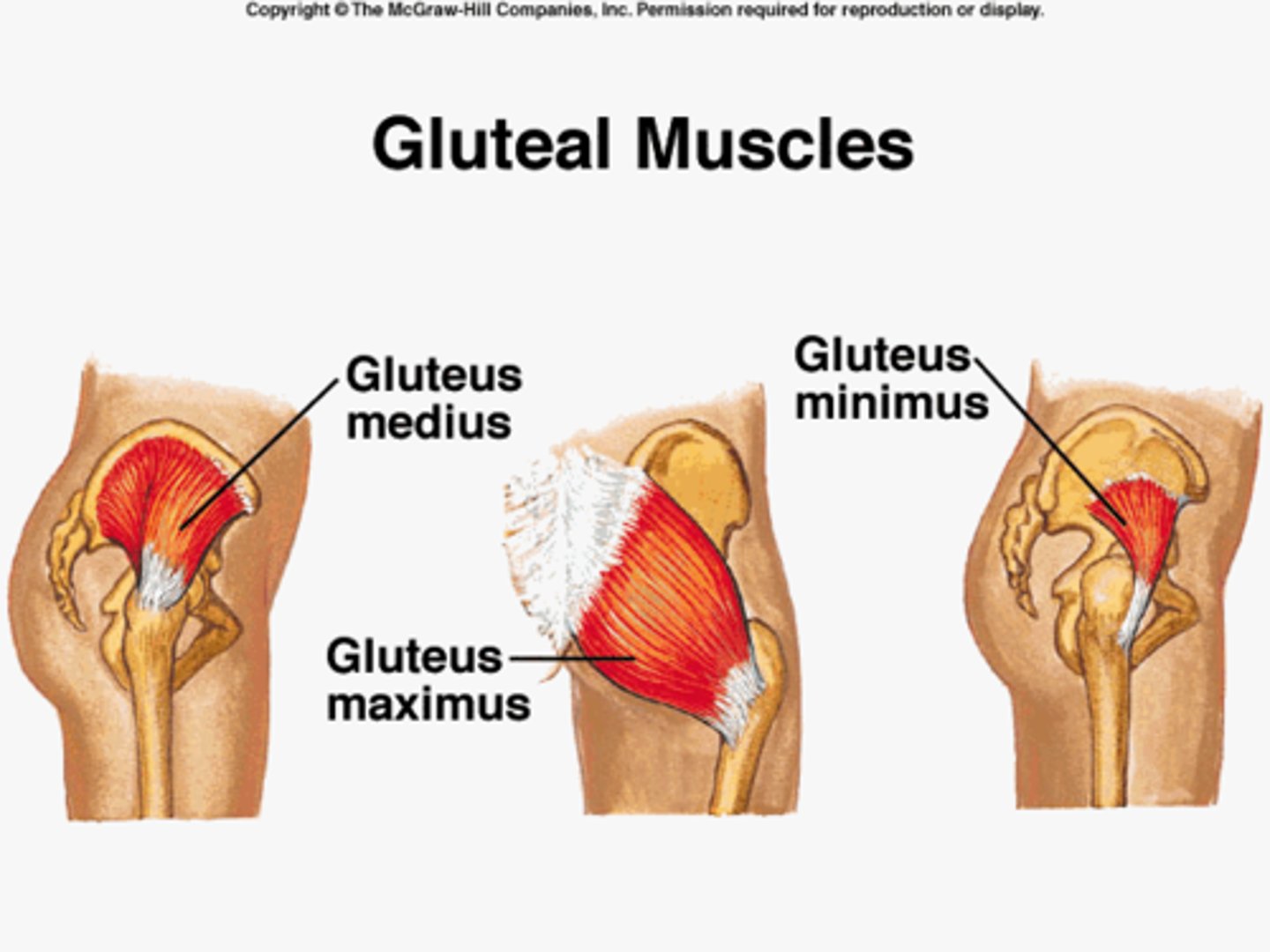 <p>abduct and medially rotate thigh at hip</p>
