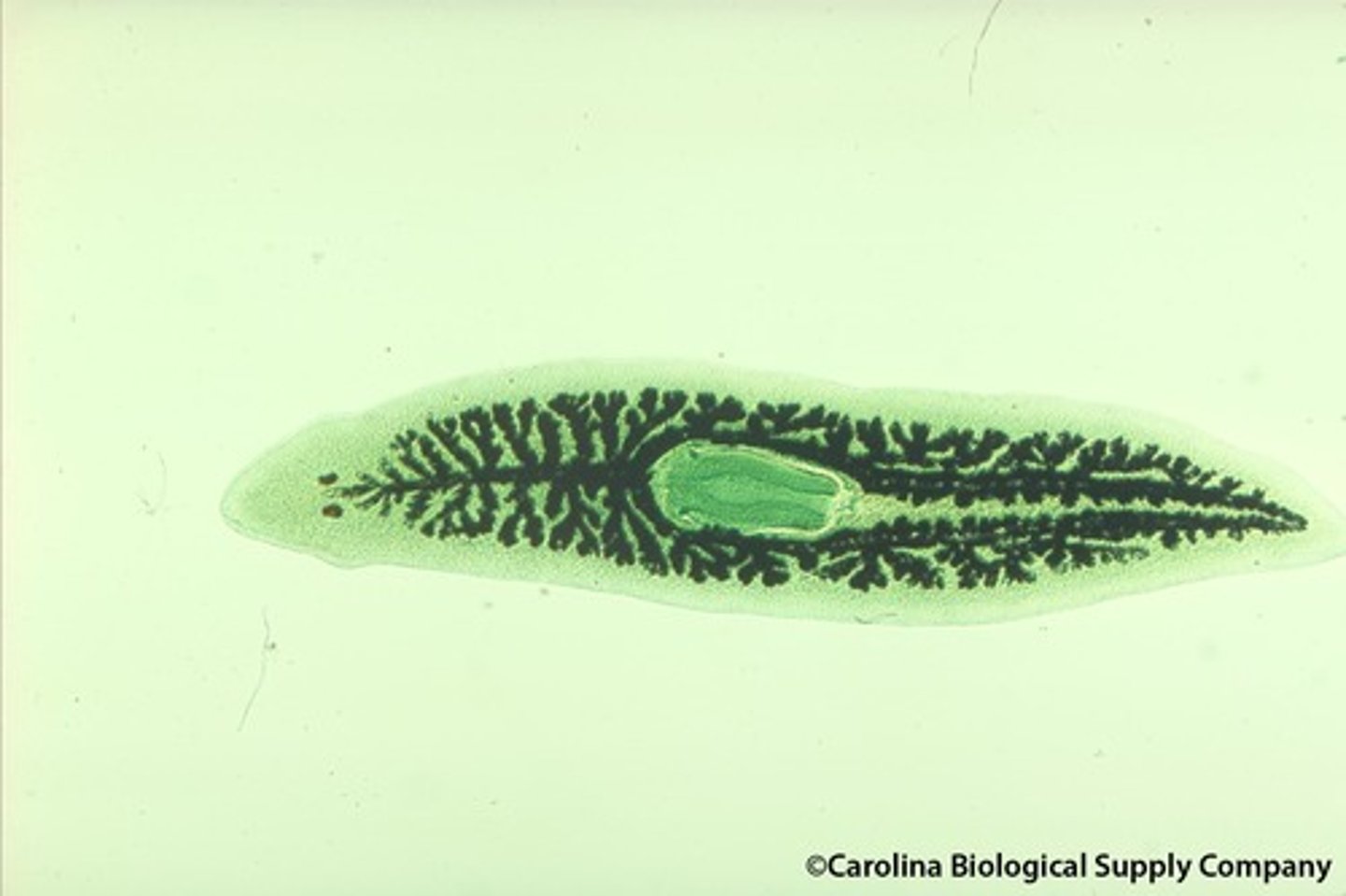 <p>Identify the branched structure in this platyhelminthe</p>