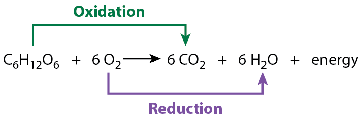 <p>in cellular respiration, glucose is oxidized to carbon dioxide, and at the same time, oxygen is reduced to water; main function is to synthesize ATP for use by the cell</p>