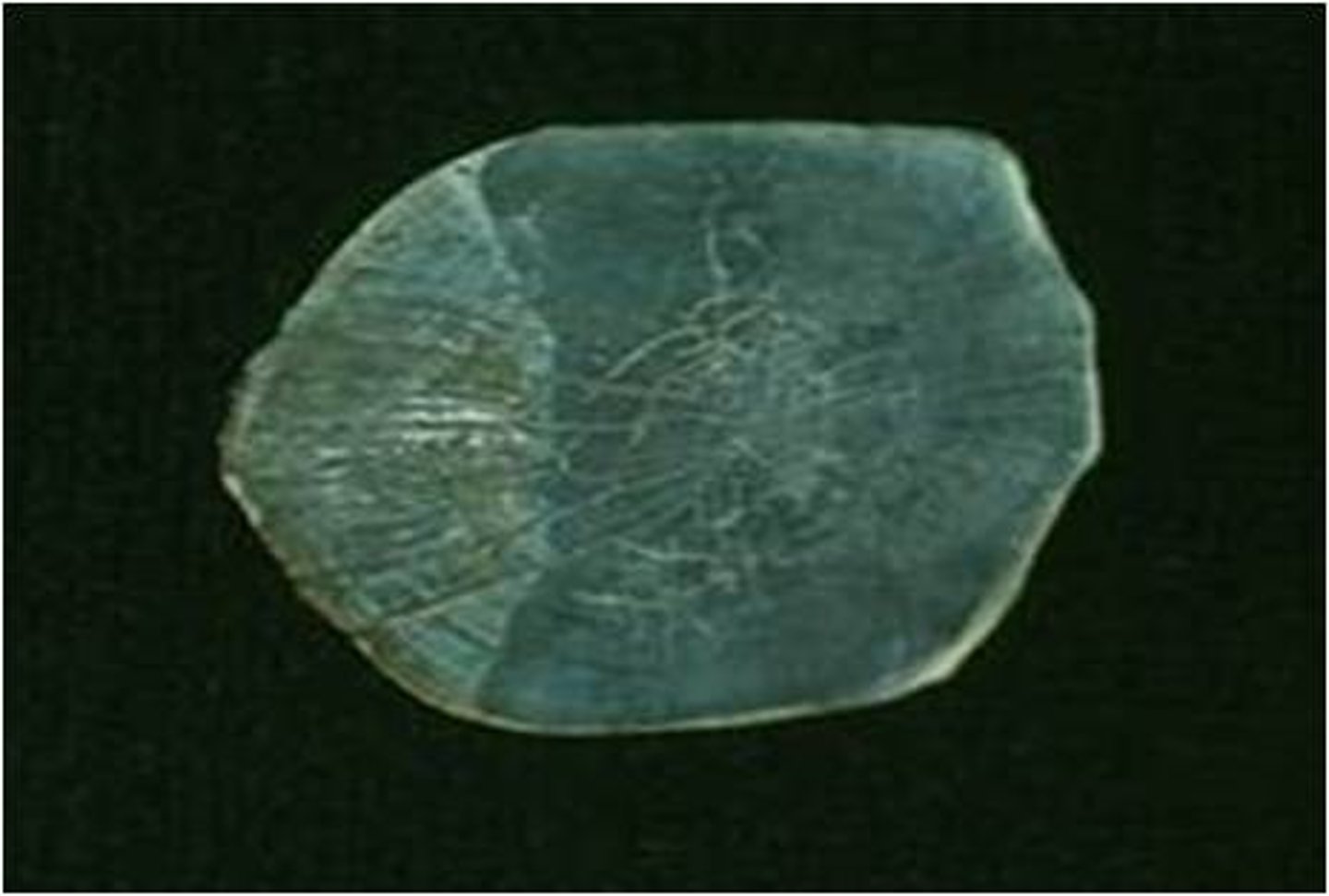 <p>thin, overlapping scales with a smooth posterior edge that are found in some of the more primitive bony fishes</p>