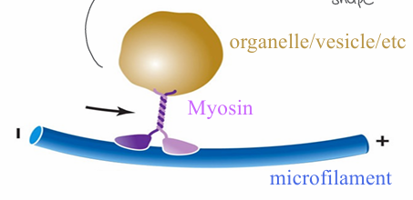 <p>only moves towards + end of microfilaments</p><p>requires NRG</p><p>can generate tension/contraction when anchored to cell structure</p><p>** changes in cell shape</p>