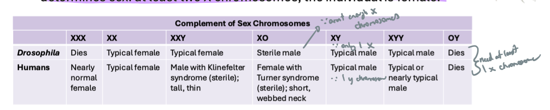 <p><strong>both</strong>: typical male = xy, typical female = xx</p><p><strong>humans</strong>: as long as there is &gt;1 Y, the individual is male</p><ul><li><p>Y chrom determines sex</p></li></ul><p><strong>drosophila</strong>: at least 2 X chroms, the individual is female</p><ul><li><p>X chrom determines sex</p></li></ul><p></p>