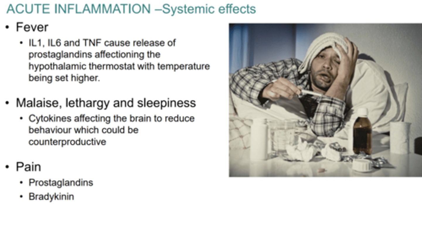<p>1. Fever (pyrexia)</p><p>2. Headache/fatigue</p><p>3. Anorexia</p>