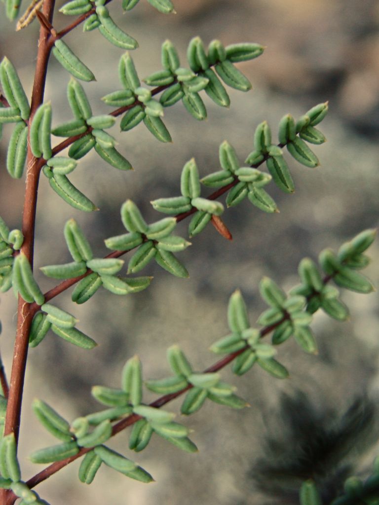 <p>Bird’s foot fern</p>