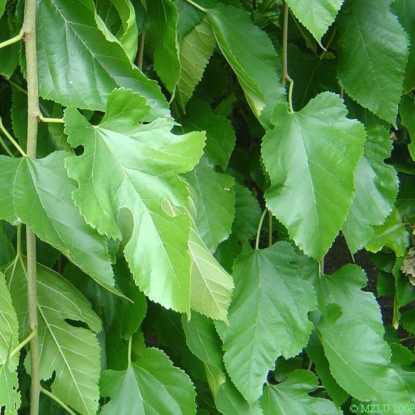 <p><span>morušovník bílý</span></p>