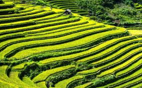 <p>có hình bậc thang</p>