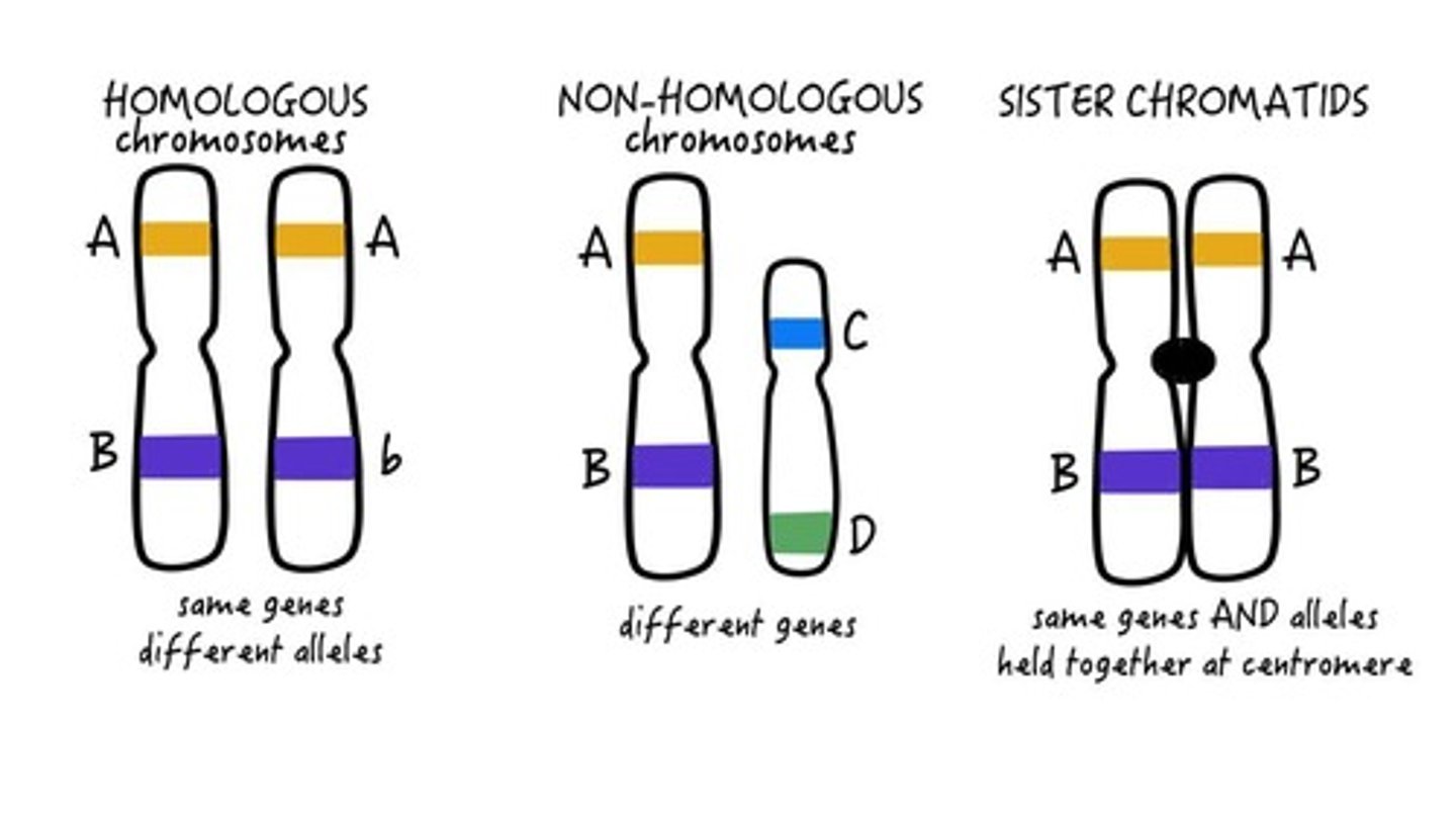 <p>DNA strands wrapped around proteins in eukaryotes.</p>