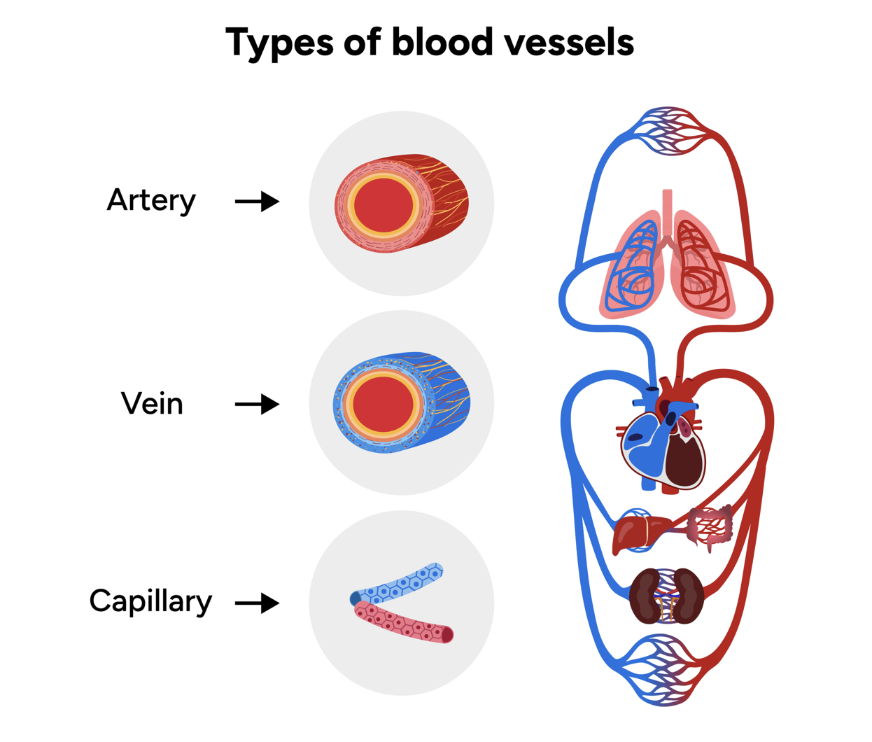 <ol><li><p>capillaries</p></li><li><p>veins </p></li><li><p>arteries  </p></li></ol><p></p>