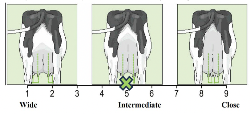 <p>Front teat placement</p>