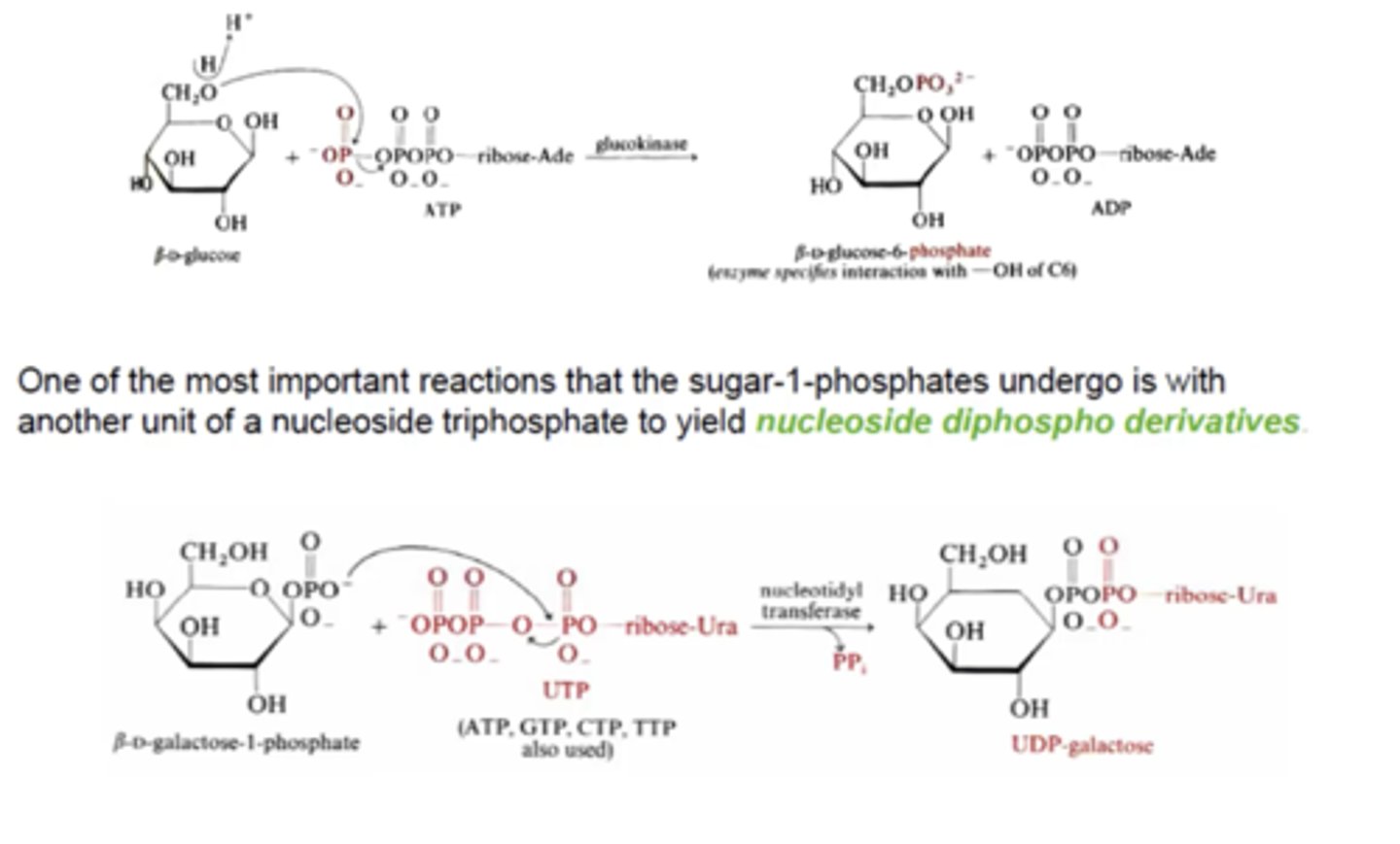 <p>β-D- glucose-6-phosphate: sugar 6 phosphate</p><p>UDP galactose: sugar 1 phosphate</p>