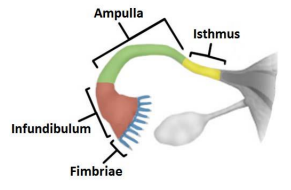 <p>Infundibulum: End closest to the ovary with numerous fimbriae (finger-like projections that help sweep the ovulated ovum into the tube)</p><p>Ampulla: The middle, widest portion. Fertilization occurs in ampulla of the uterine tube, generally 12-24 hours after ovulation</p><p>Isthmus: The narrow segment that connects the tube to the uterine wall.</p>