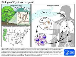 <ul><li><p>located in pacific northwest and moved down to southeast US</p><ul><li><p>important to be distinguished from C. neoformans infections bc C. gatti requires lengthier treatments and more aggressive</p></li></ul></li><li><p>typically infections patients without HIV</p></li><li><p>most infections stay pulmonary</p></li><li><p>ecological niche: woody materials</p><p></p></li></ul><p></p>