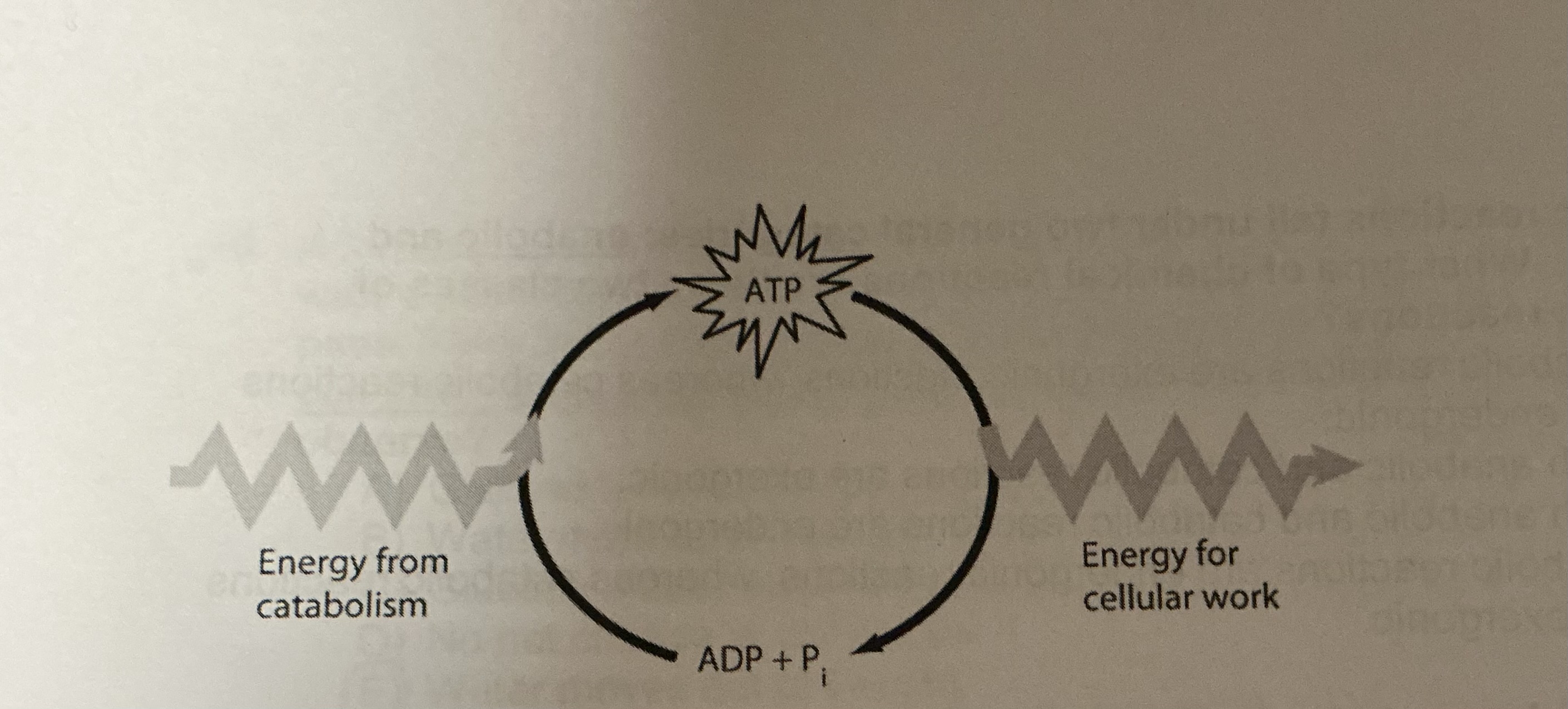 <p>Which of the following is the most correct interpretation of the figure shown above?</p>
